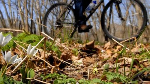 Spring wildflowers blooming in the Athens Conservancy Couladis Tract