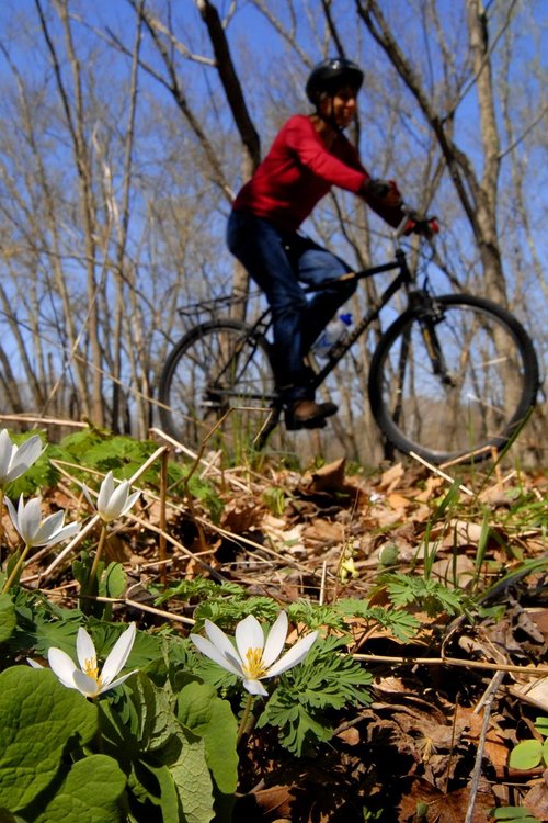 Spring wildflowers blooming in the Athens Conservancy Couladis Tract