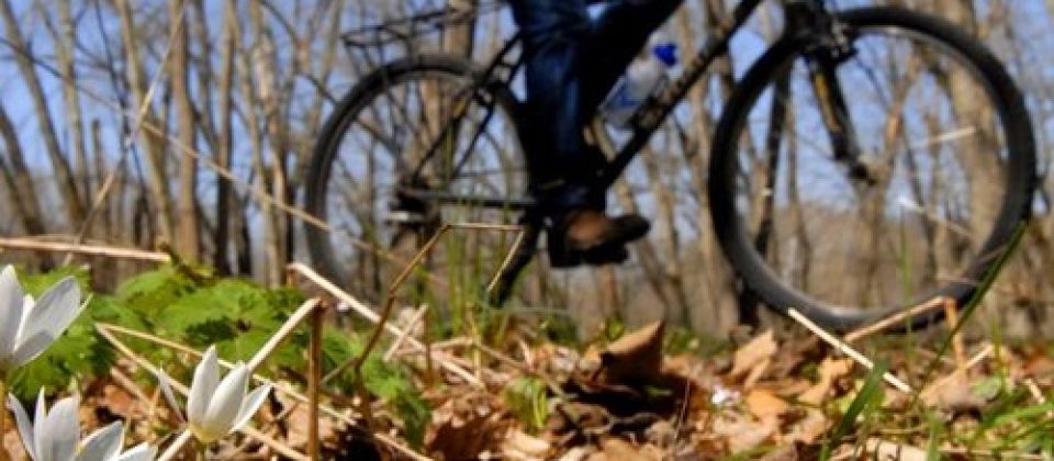 Spring wildflowers blooming in the Athens Conservancy Couladis Tract