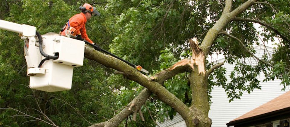 Arborist trimming tree damaged during storm